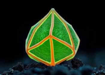 seed