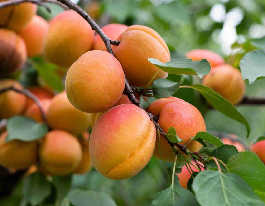 انواع نهال زردآلو اقتصادی و پرسود