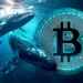 افزایش شدید خرید بیت‌کوین توسط نهنگ‌ها / نشانه‌ای از بازگشت روند صعودی؟